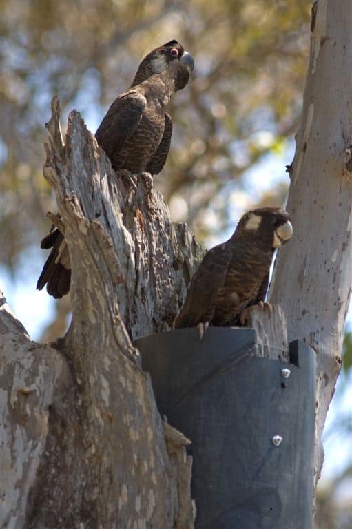 Black Cockatoos